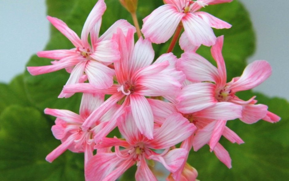 Пеларгония кактусовидная