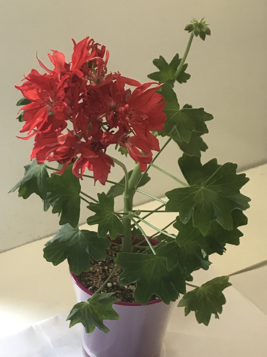 Пеларгония звездчатая Стеллар