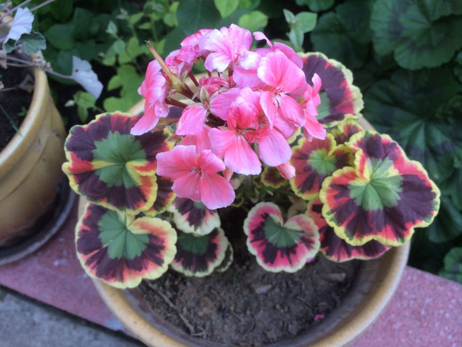 Долли Варден пеларгония