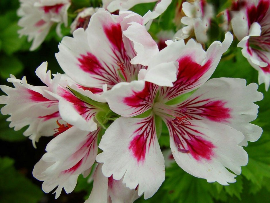 Пеларгония Fringed Aztec