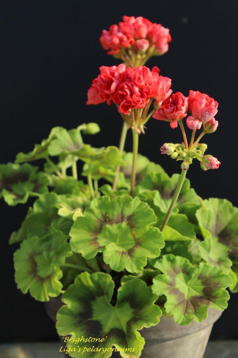 Boniface пеларгония