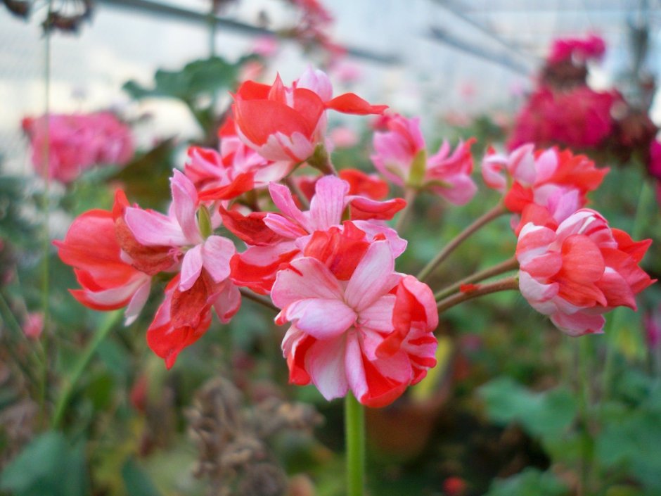 Eras Estelle пеларгония