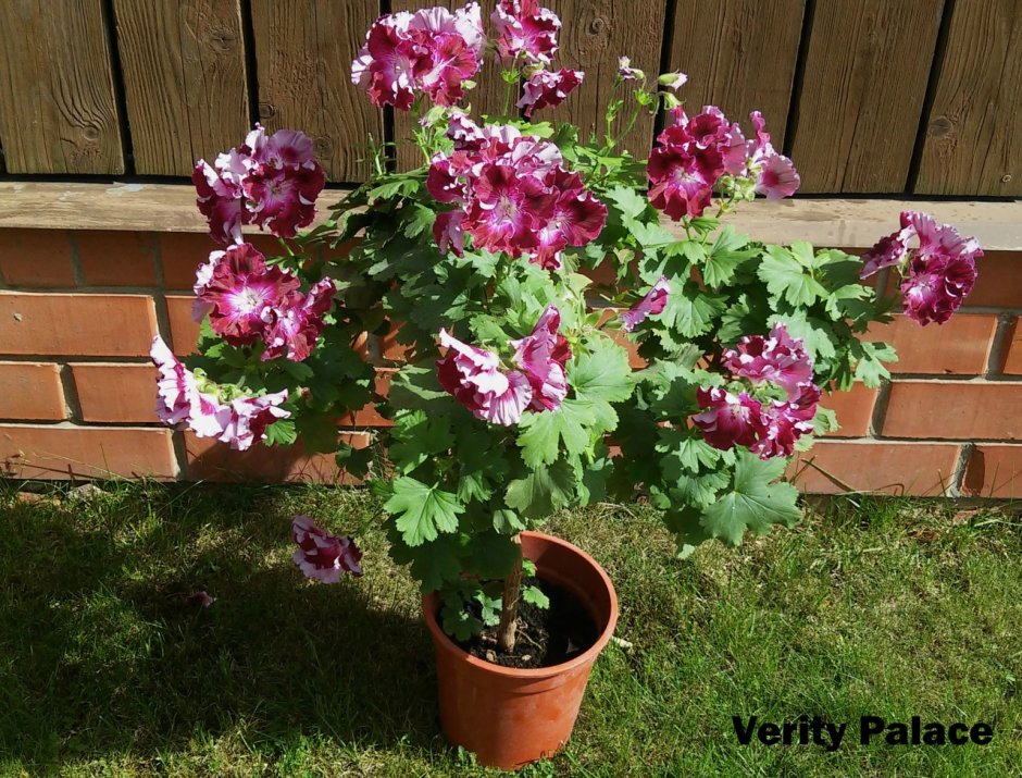 Пеларгония Королевская Верити Палас