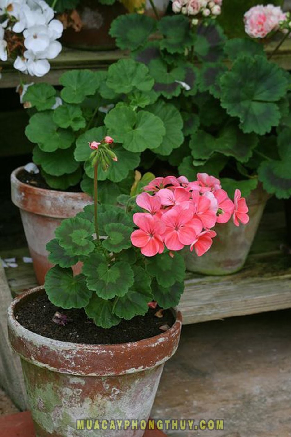 Герань Элисон Шэдоу