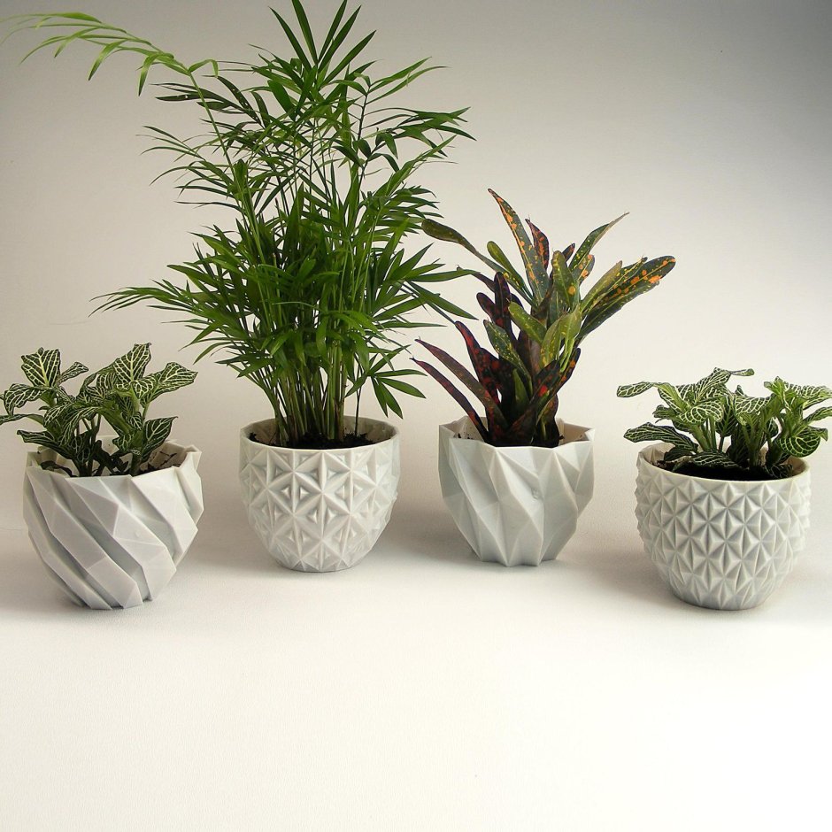Small flowering Plants Gifts