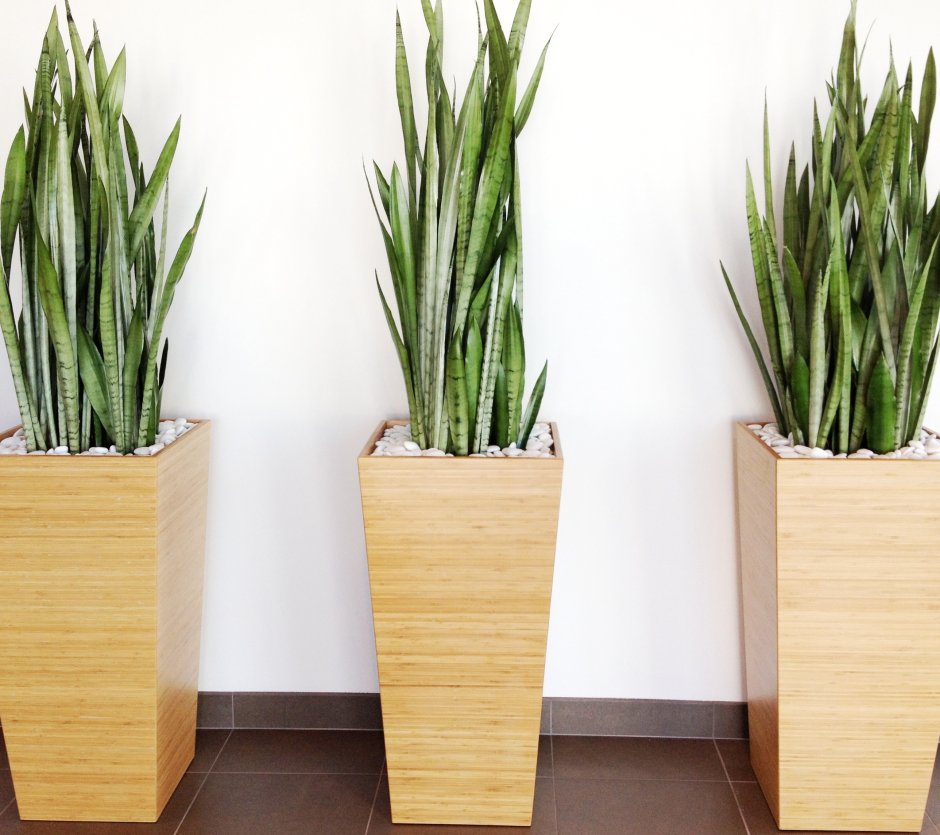 Сансевиерия в горшке