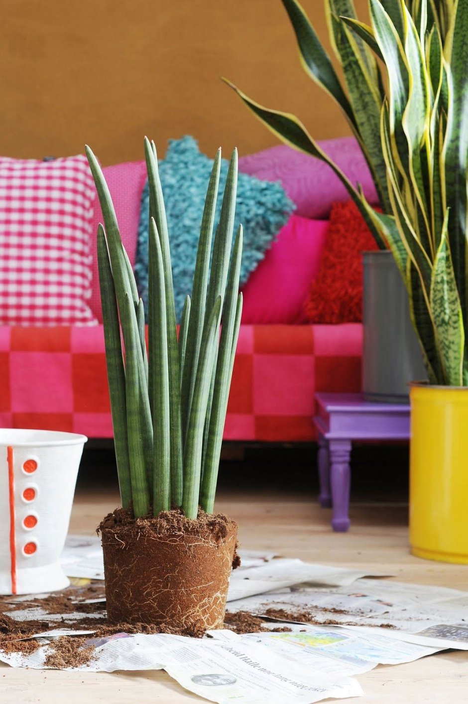 Щучий хвост цветок