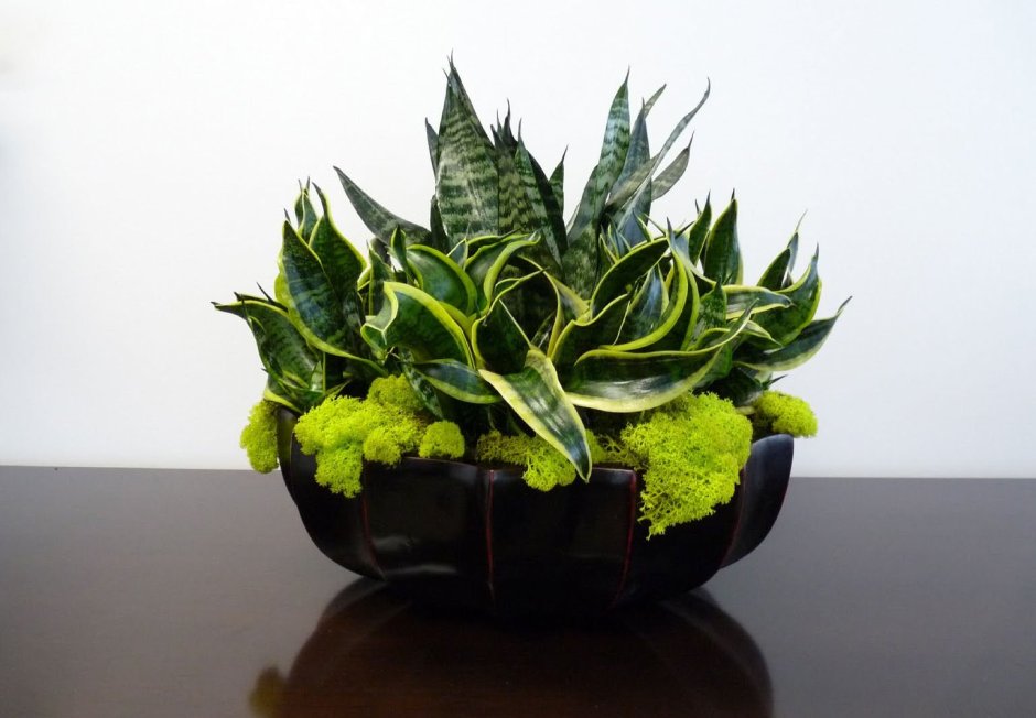 Сансевиерия Лотус