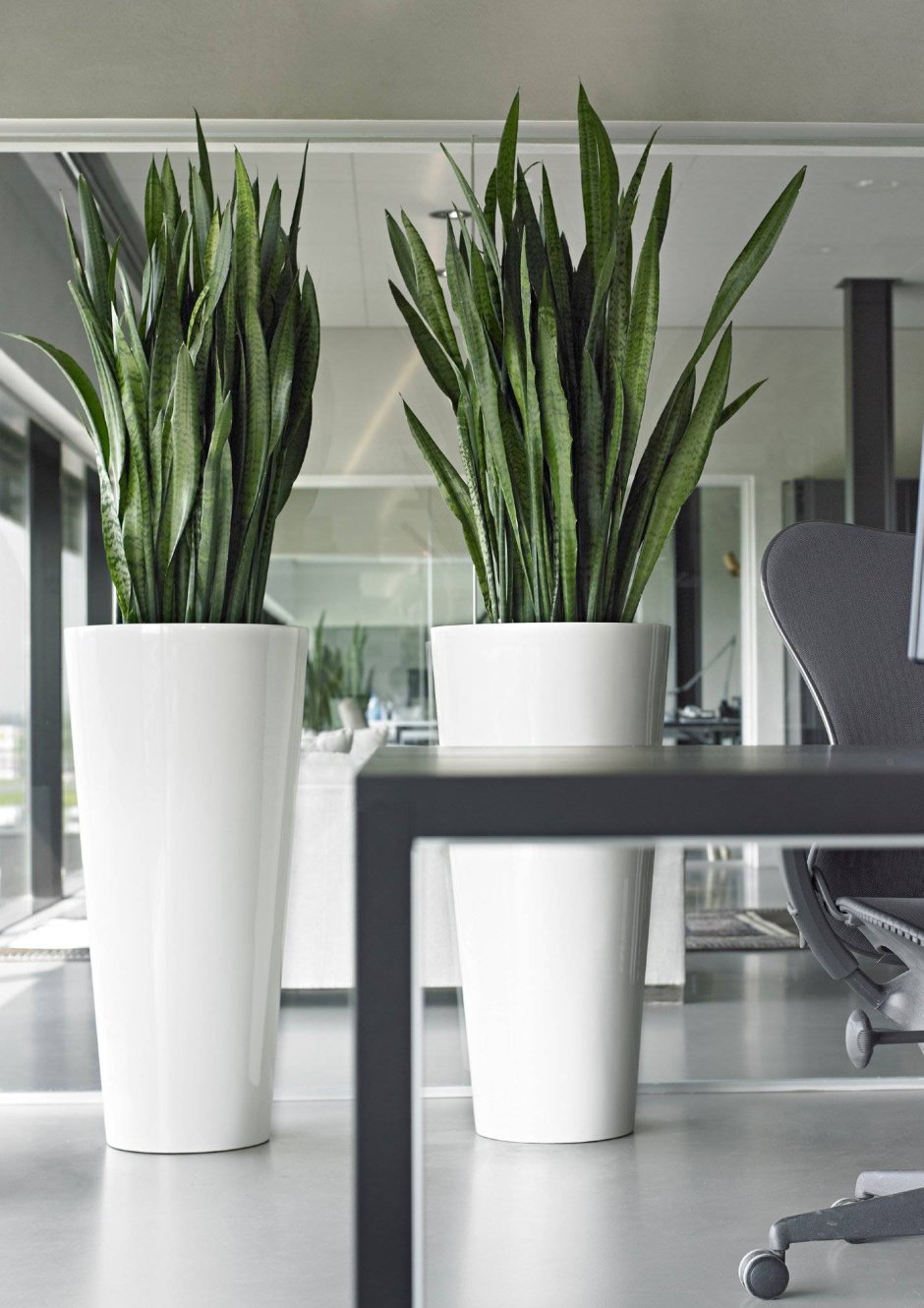 Кашпо для тещиного языка