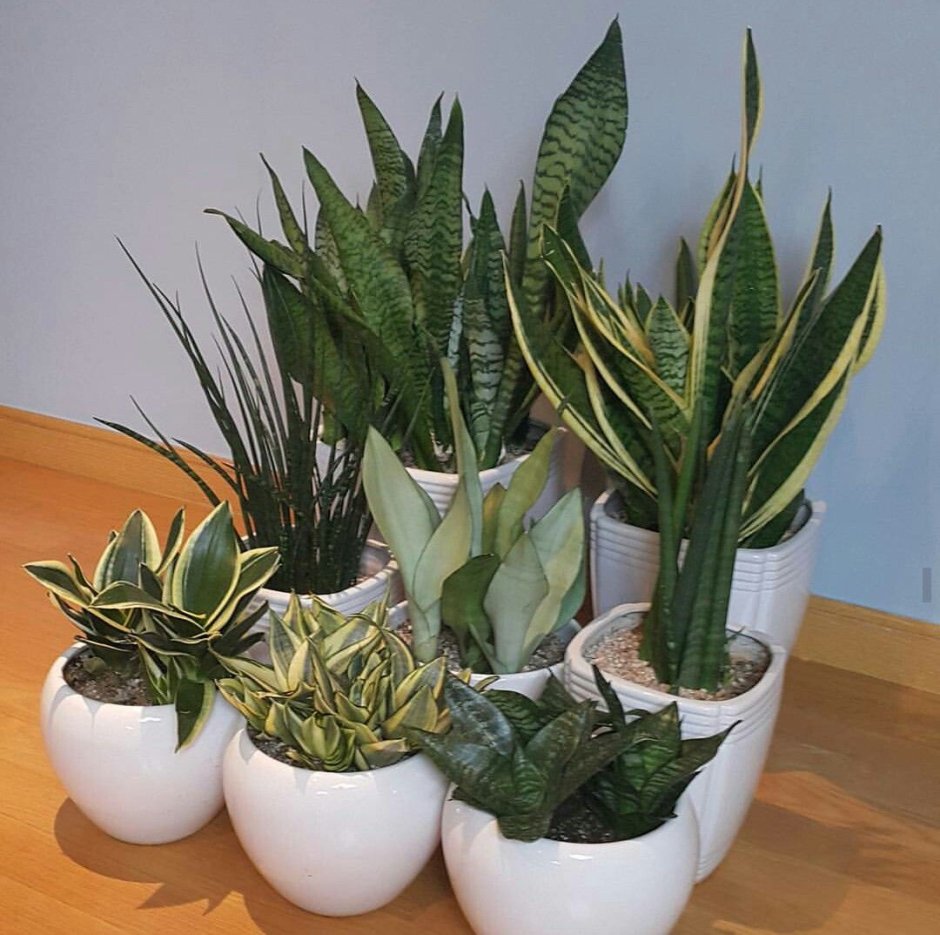 Сансевиерия композиции