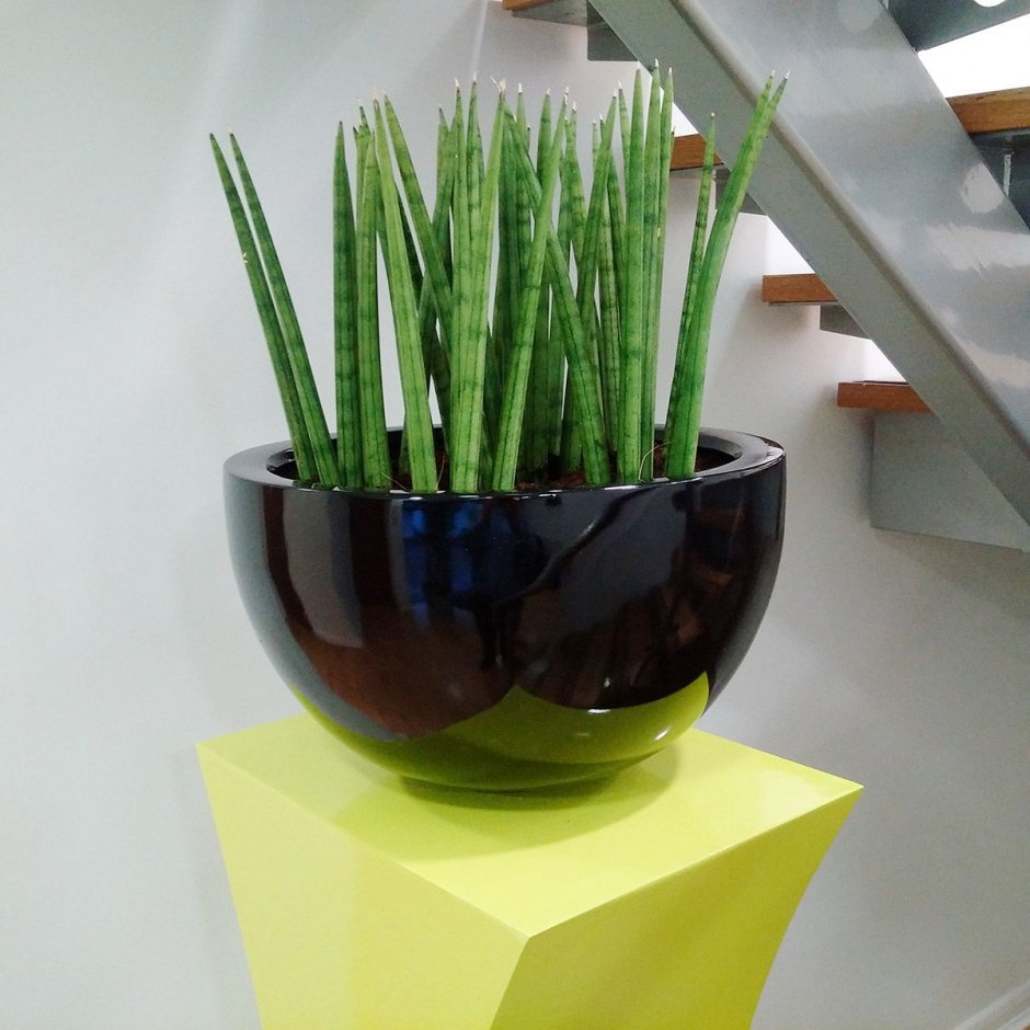 Сансевиерия Микадо