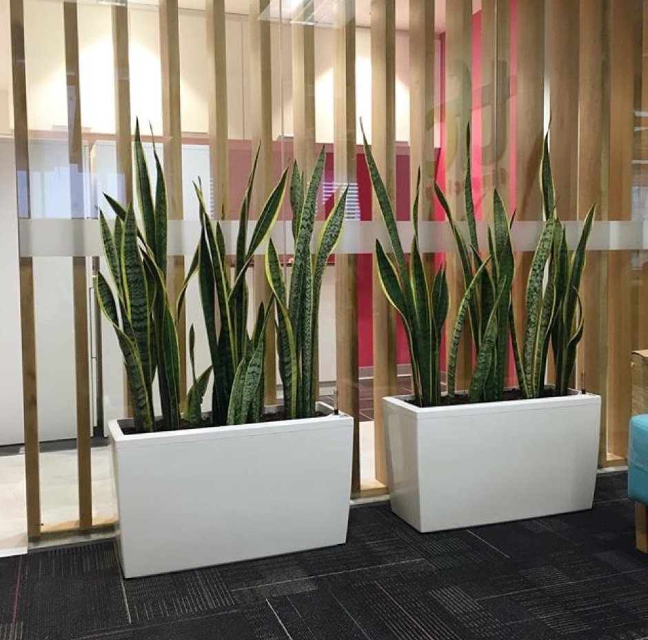 Тещин язык в кашпо