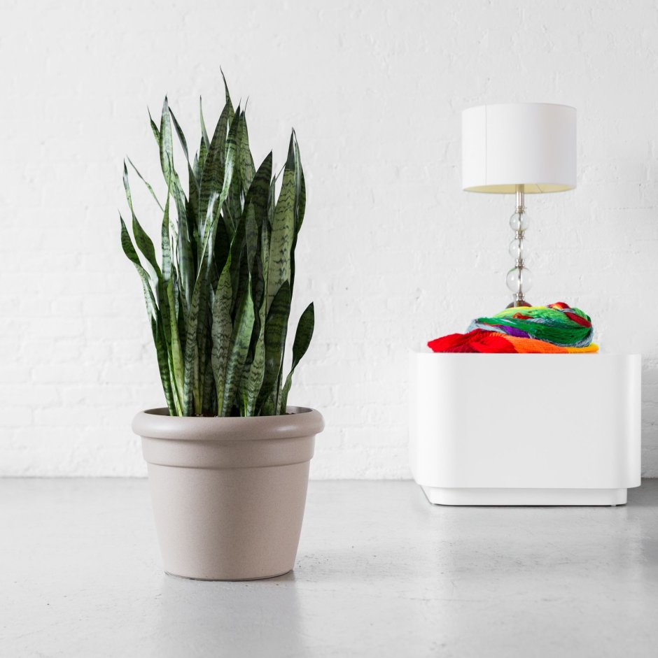 Горшок для сансевиерии