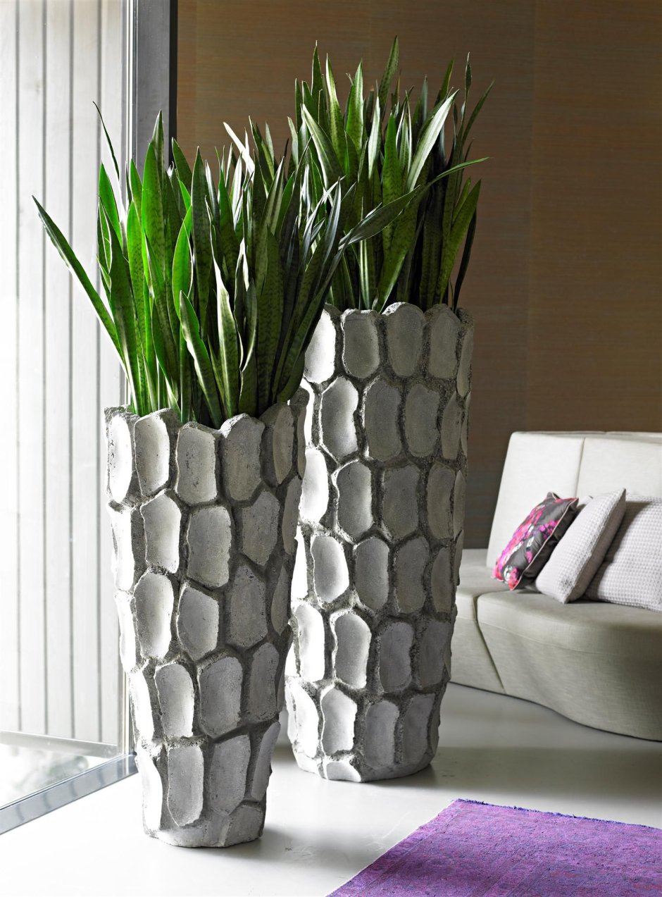 Сансевиерия фитодизайн