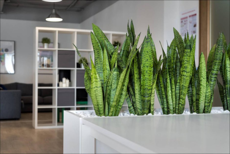 Растение сансевьера щучий хвост