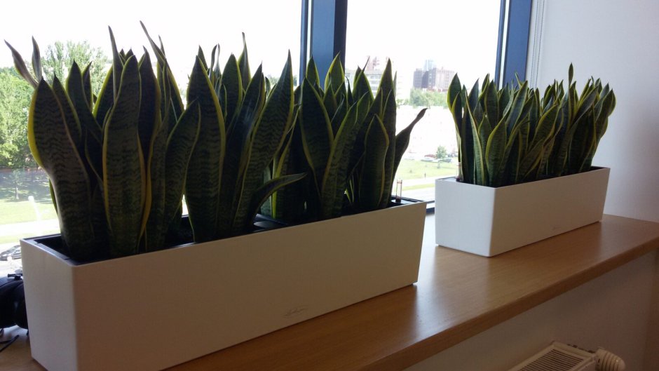 Сансевиерия комет Амазон