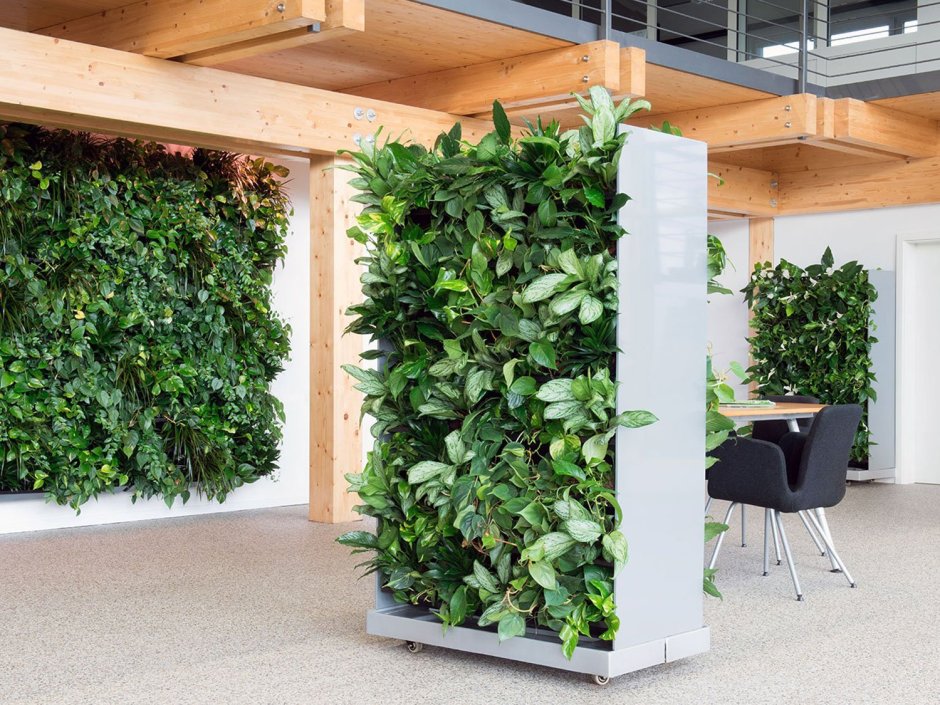 Лиана Грин вертикальное Озеленение