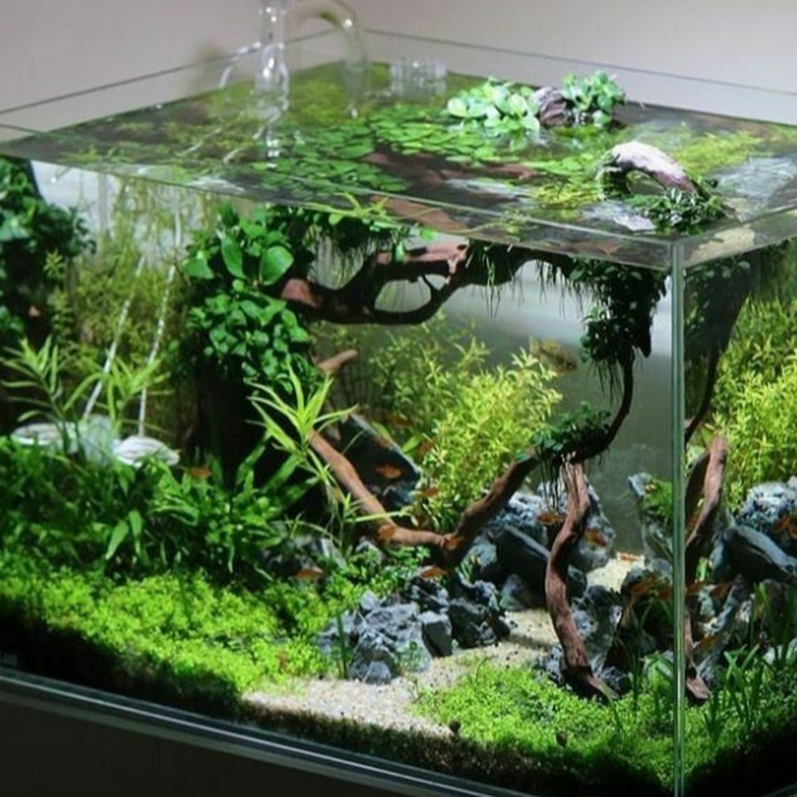 Акваскейп 100 литрового аквариума