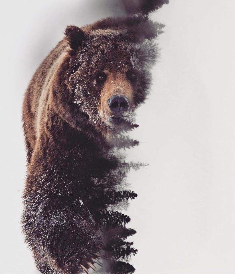 Плоскорельефная резьба медведь