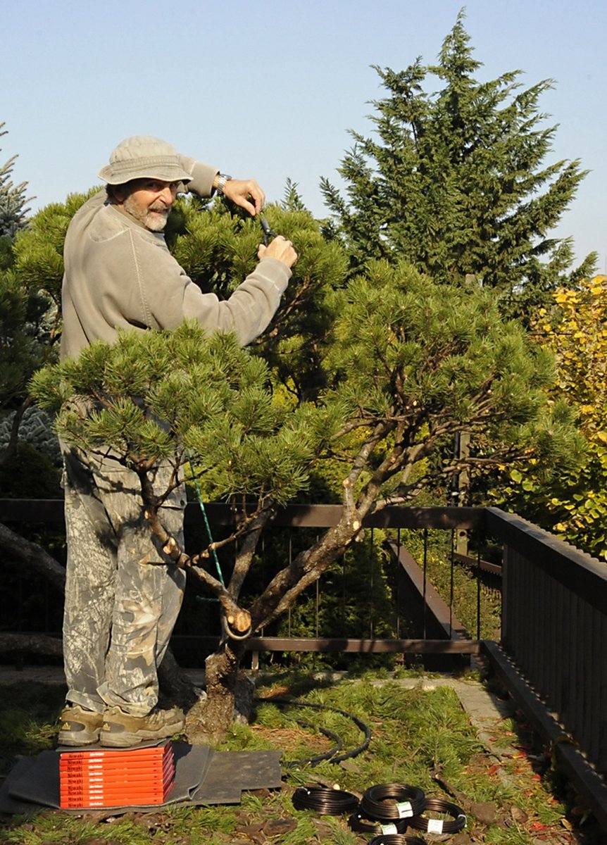 Сосна обыкновенная ниваки