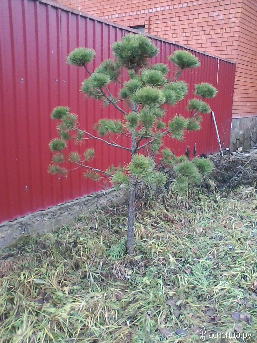 Формировка ниваки сосны обыкновенной