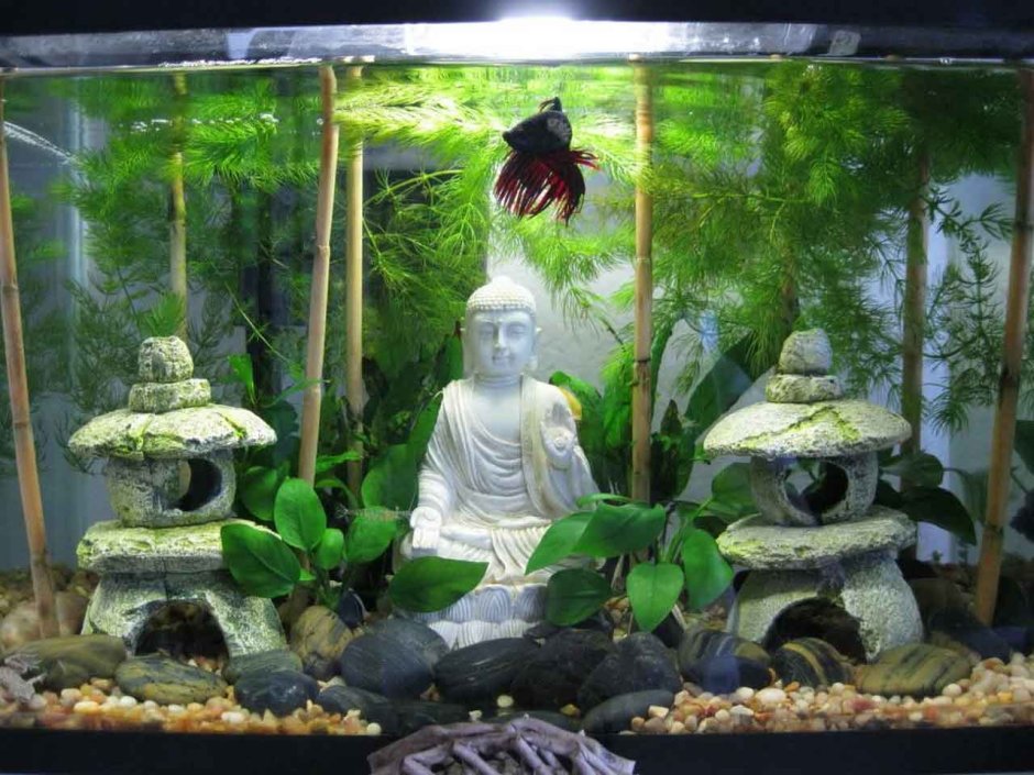 Бамбук в аквариуме