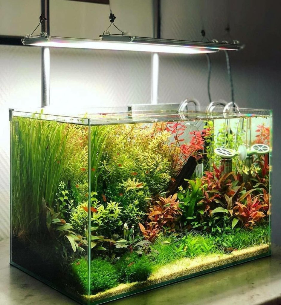 Растения для аквариума
