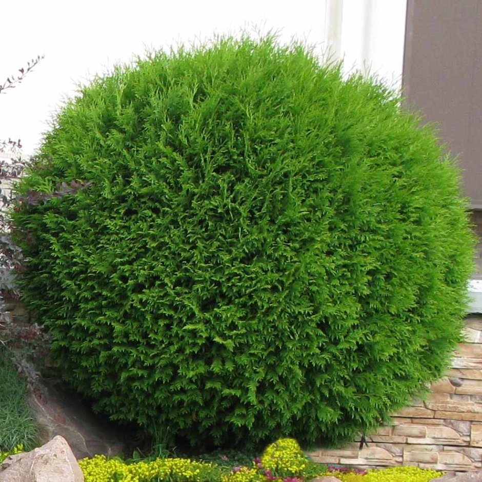 Туя Западная Глобоза