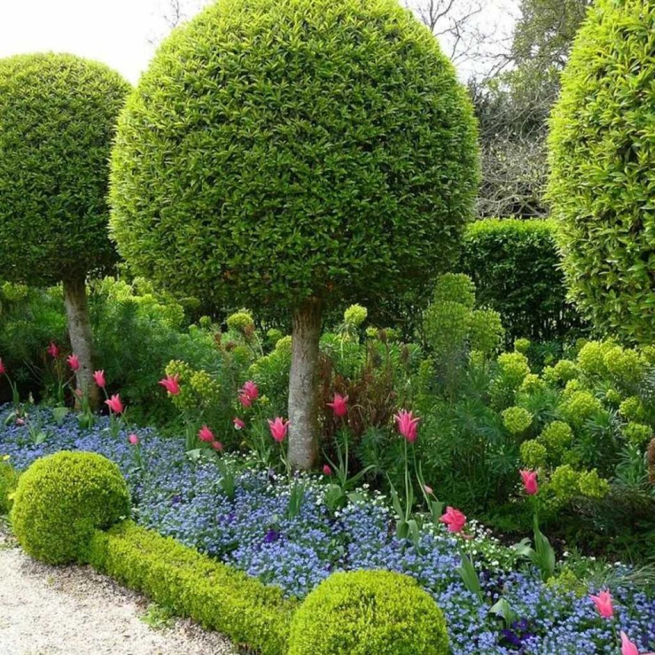 Шаровидные кустарники для дачи