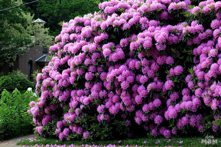 Туя Даника и Барбарис