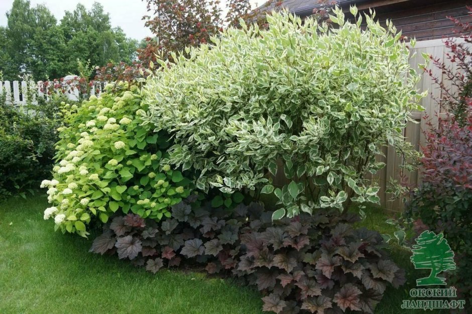 Туя Смарагд и Даника