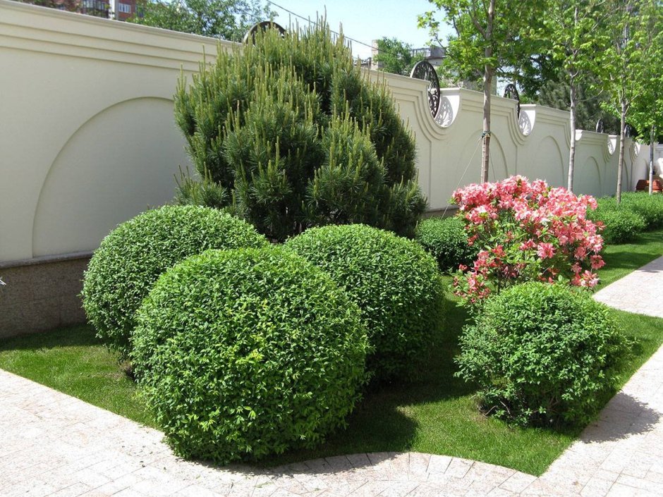 Гортензия крупнолистная Розита