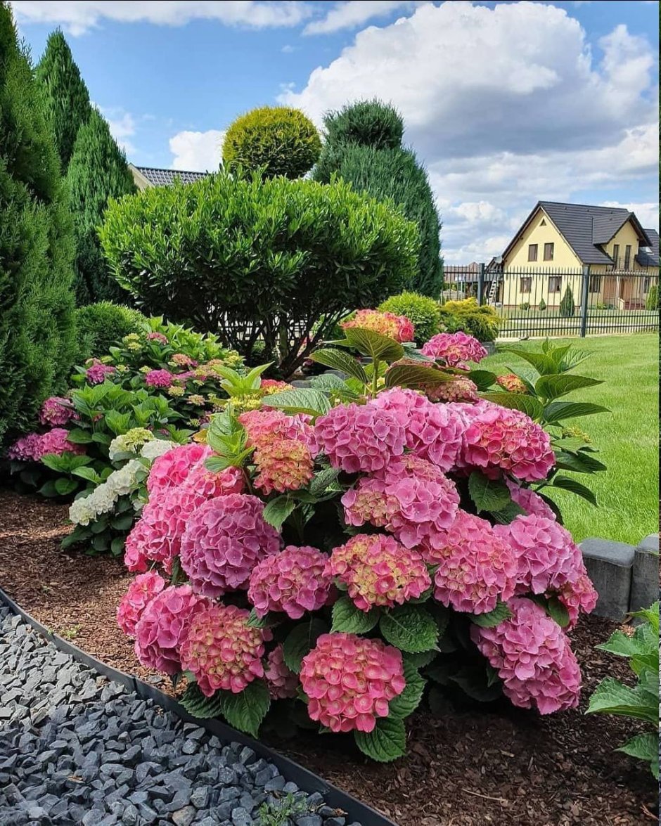 Калина декоративная бульденеж