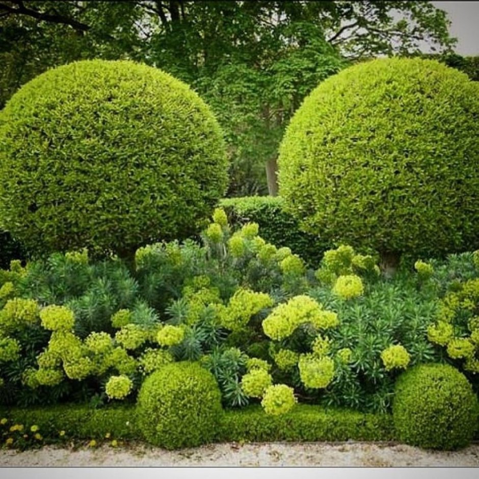 Бересклет крылатый