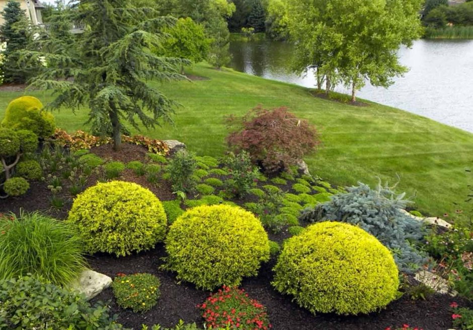 Барбарис,туя самшит