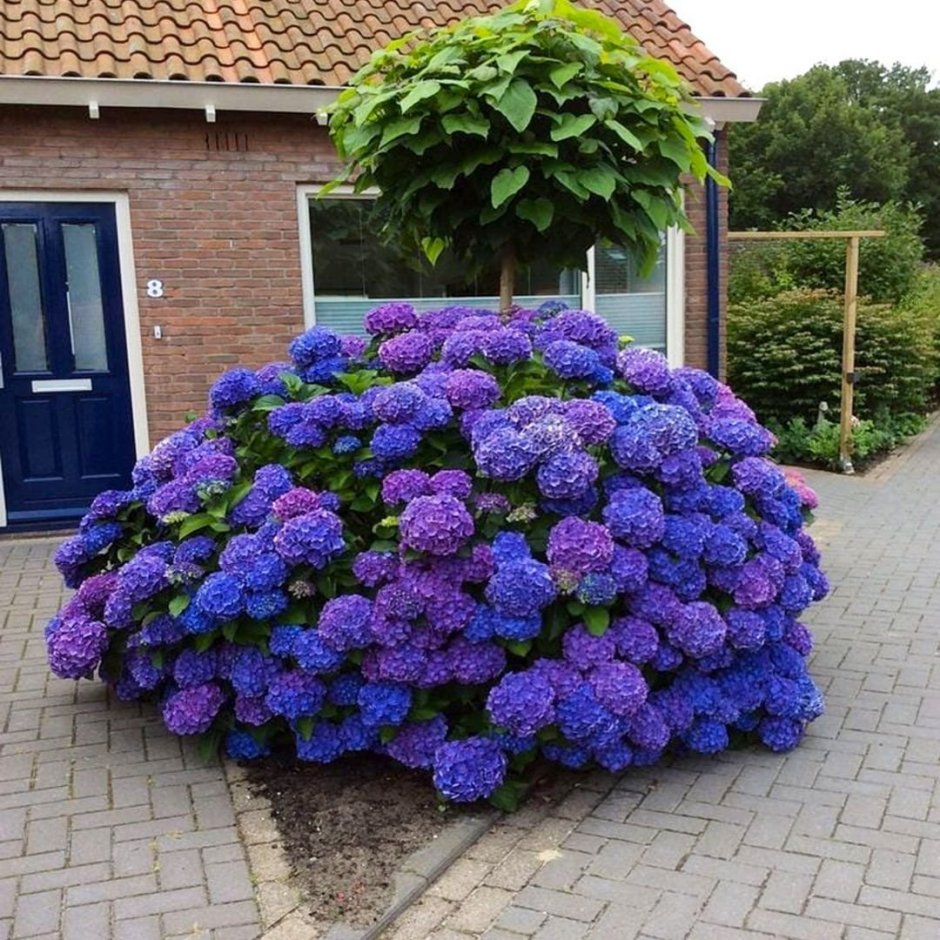 Барбарис Тунберга Bagatelle