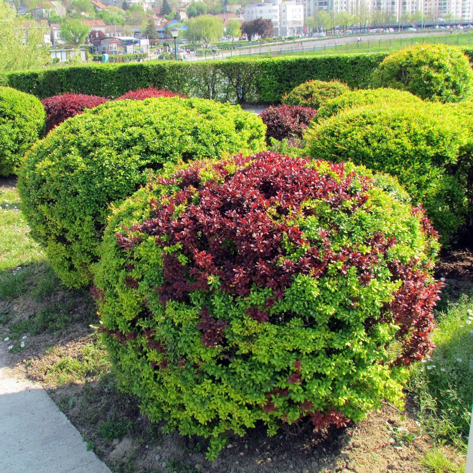Барбарис Тунберга Смарагд