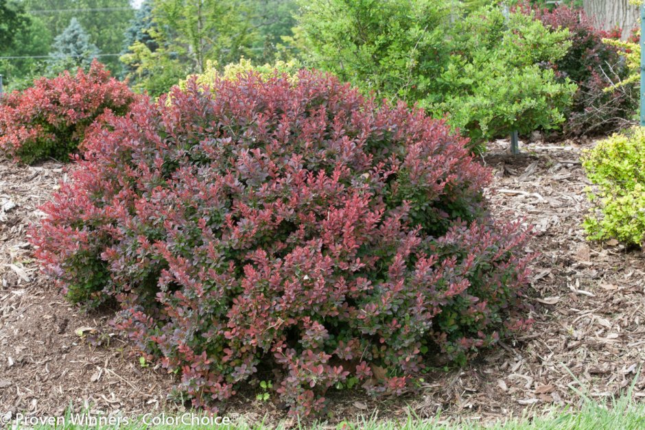 Гортензия Лаймлайт