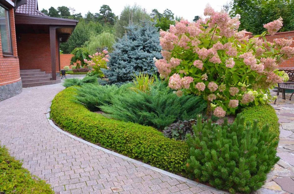 Гортензия Эрли Пинк