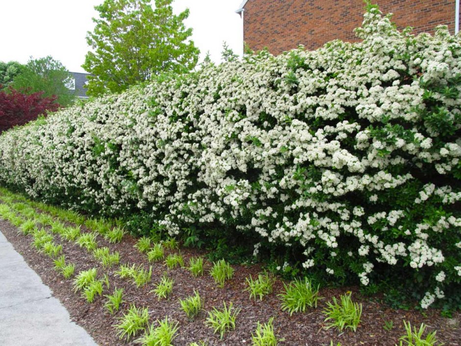 Самшит Buxus