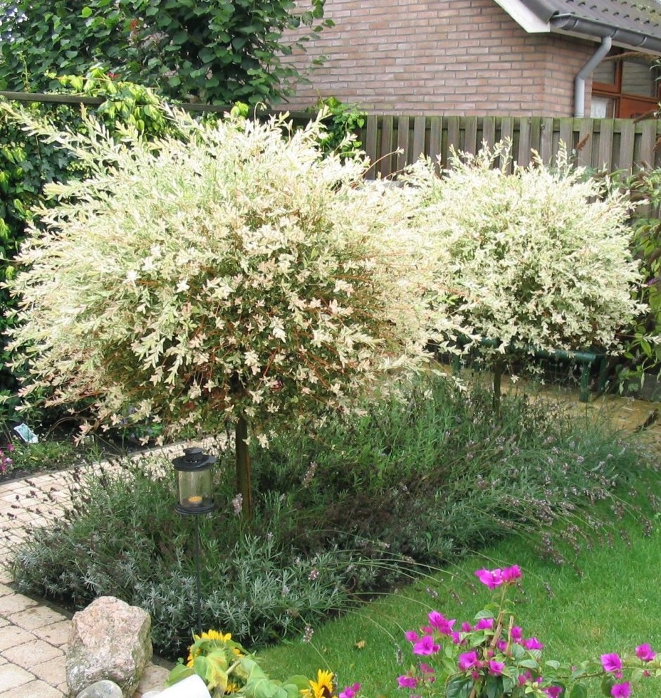 Вейгела спирея форзиция