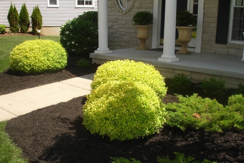 Гортензия Садовая крупнолистная