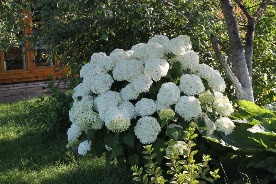 Самшит вечнозеленый suffruticosa