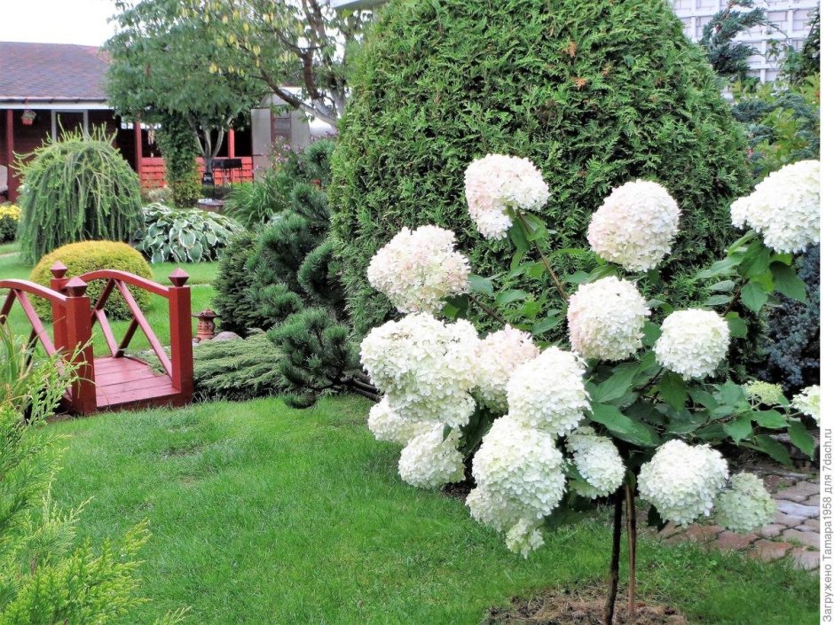 Туя бересклет скумпия миксбордер