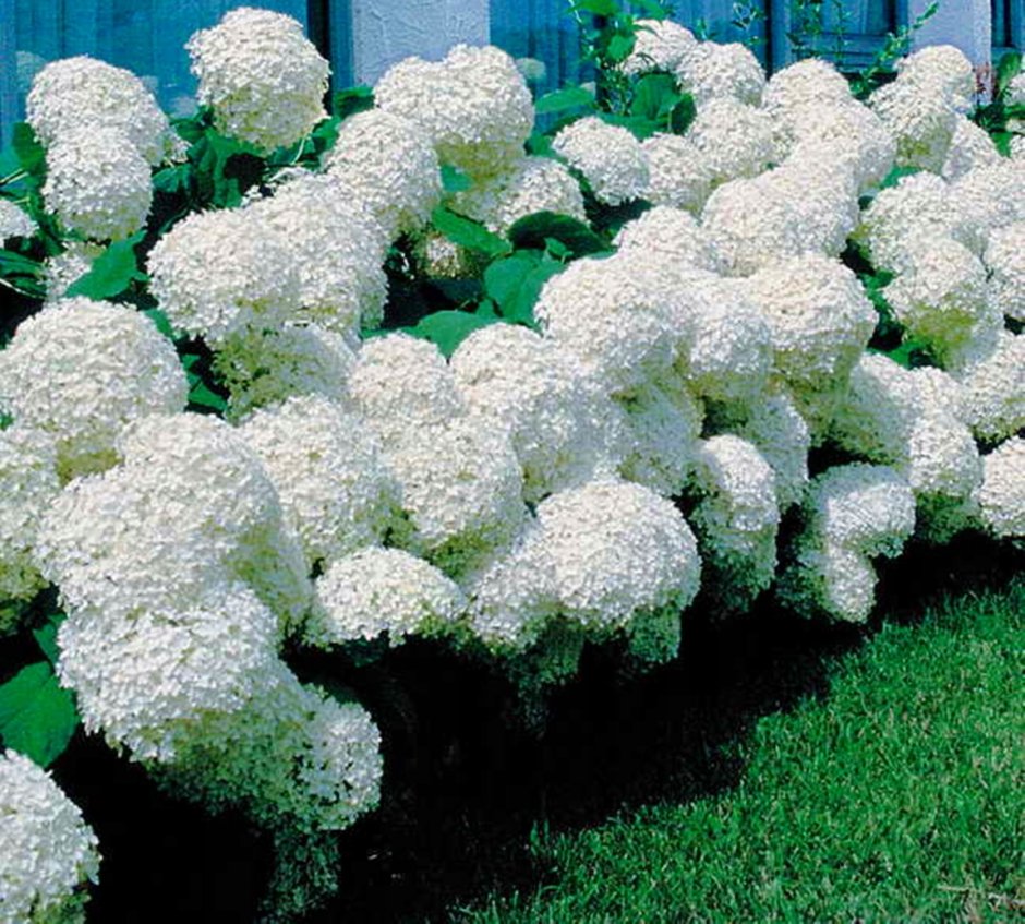 Самшит Буксус бордюрная