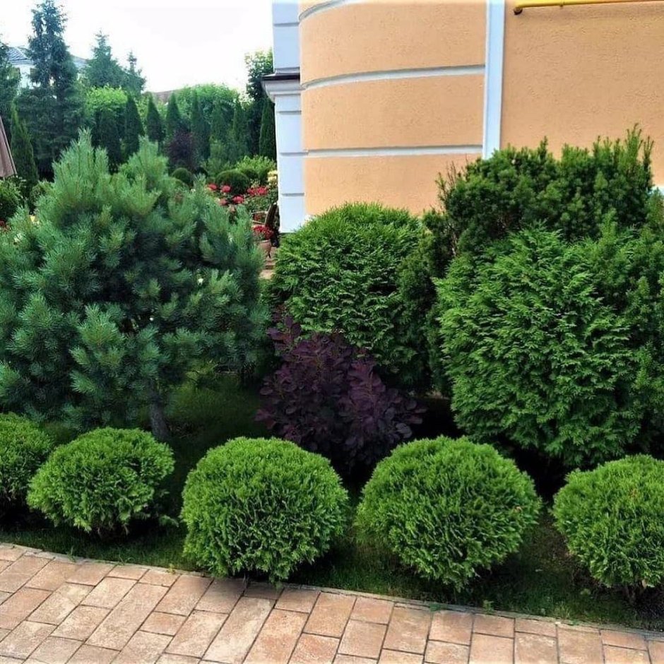 Дерен Ауреа Элегантиссима