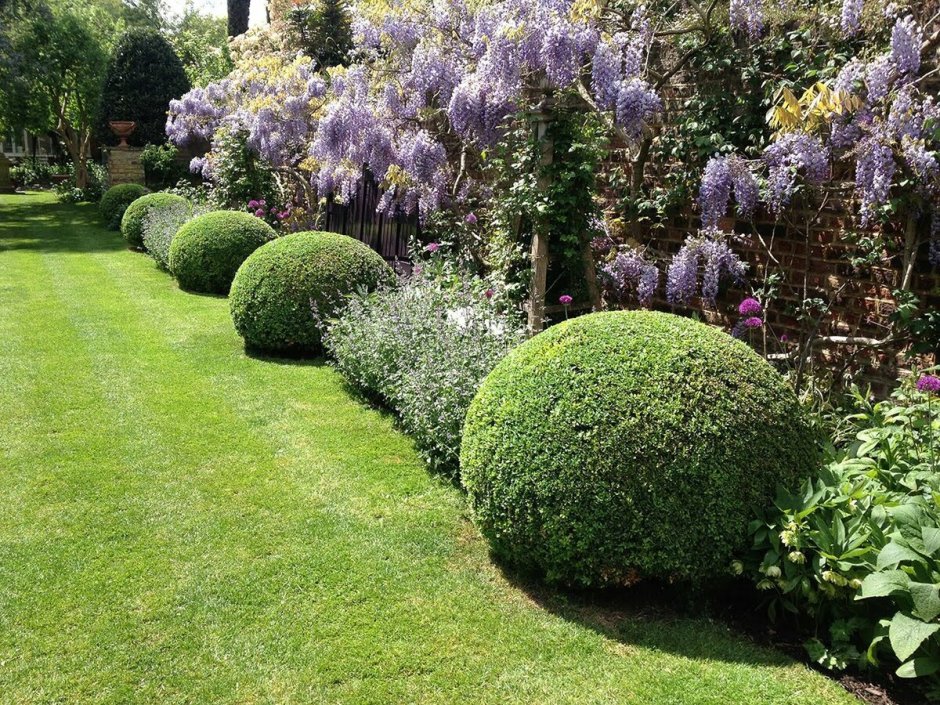 Боскет самшит