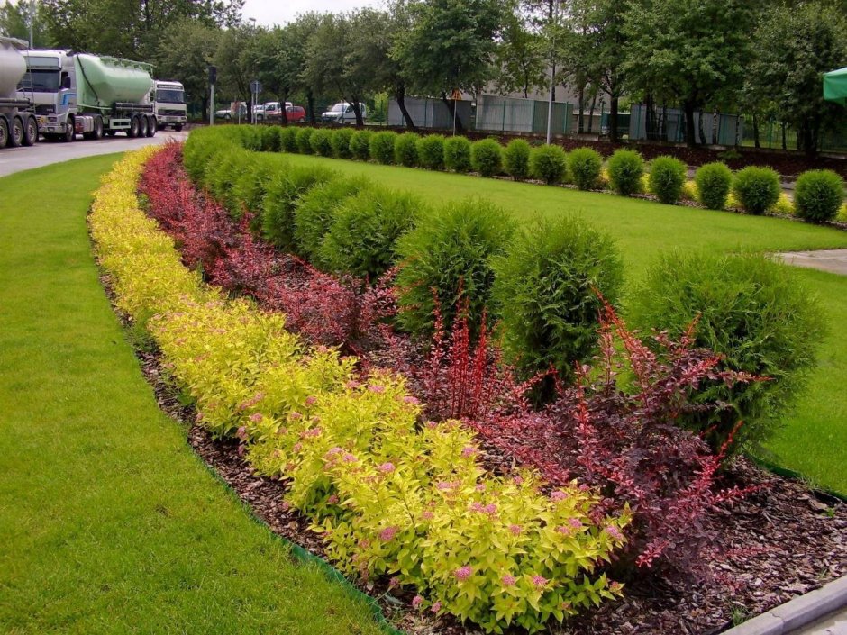 Ива цельнолистная Хакуро-нишики