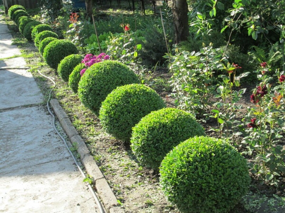 Барбарис Тунберга изгородь