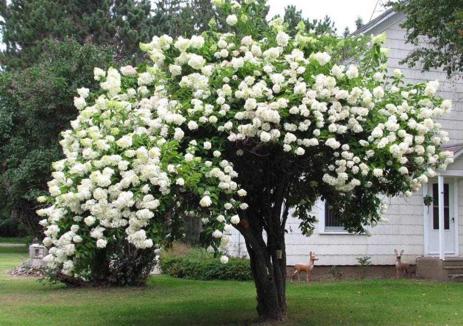 Гортензия крупнолистная Lemmonhoff